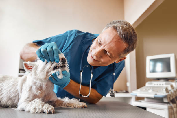 Best Emergency Denture Repair in Blacklick Estates, OH